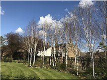 TL2796 : Silver Birch trees in The Garden of Rest, Whittlesey by Richard Humphrey