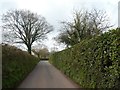 Trees by Shillingford Road, Shillingford St George