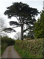 Cedar tree, Shillingford St George