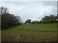 Sheep grazing in the valley west of Shillingford Abbot