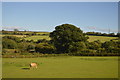 Devon pasture