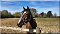 Horse near Peppers Farm