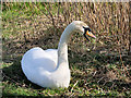 SD7707 : Swan at Redbank Lodges by David Dixon