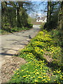 Roadside celandines