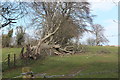 Tree fallen across field footpath