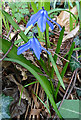 Siberian Squill (Scilla siberica)