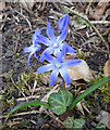 Glory-of-the-snow (Scilla forbesii)