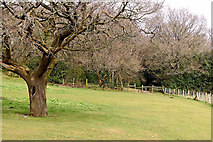 SO9095 : Oak tree, pasture and woodland on Colton Hills, Wolverhampton by Roger  Kidd