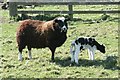 NZ1167 : Jacob sheep & lamb, Rudchester by Andrew Curtis