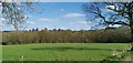 Looking towards Gillfield Wood