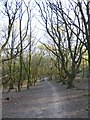 Path from Weydown Common to Wispers