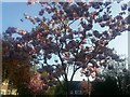 Cherry blossom on Gurney Drive, Hampstead Garden Suburb