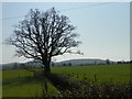 Tree and view to Butser Hill from Ridge Common Lane