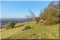 Colley Hill