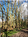 Trees, Kingsdown Lane