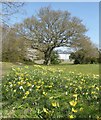 Open space, Wildish Road, Faversham