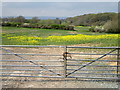 Field of rape, Eastwick Farm