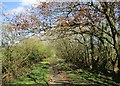 Path from Ashgill to Cornsilloch Brae