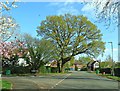 Oak Tree by the junction of Beechwood Croft and Rounds Hill