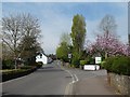 Spring blossom and foliage, Wonford Road, Exeter