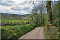 Tiverton : Country Lane