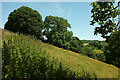 Trees on hillside near Stoke Gabriel