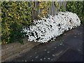 Alyssum on Wood Lane, Kingsbury