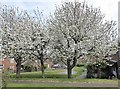 Cherry trees, Faversham