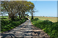 Surprisingly straight country lane