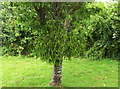 SX8178 : Mistletoe, Bovey Tracey by Derek Harper