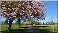 Spring at Braunstone Park