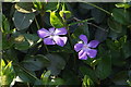 Greater Periwinkle (Vinca major), Cappuck