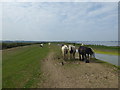 TQ7075 : Horses on the sea wall at Higham Marshes by Marathon