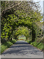 Trees at the Crossnamuckley Road