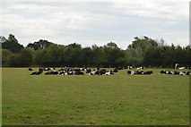 TM0733 : Cattle near Flatford by N Chadwick