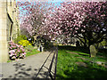 Cherry blossom in the churchyard, Brighouse