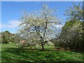 Tree in blossom