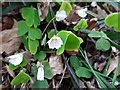 Wood sorrel (Oxalis acetosella), Heddon Common