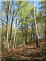 Birch woodland, Landmoth