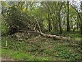 TF0821 : Fallen Scots Pine by Bob Harvey