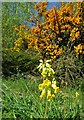 Cowslip in Graves Park