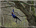 A rope swing on Blaikie?s Hill