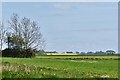 Needham, Burnthouse Lane: Cereal crop