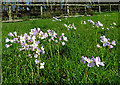 Cuckooflower in the park