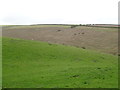 Sheep grazing, Cottam Well Dale