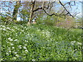 Wildflowers on Plumstead Common