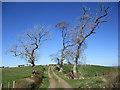 Gnarled trees by Laigh Netherfield track