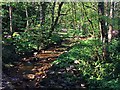 Limb Brook in Ecclesall Woods