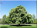 Magnificent Horse Chestnut Tree