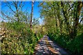 Woolfardisworthy : Country Lane